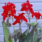 Canna 'Black Knight'